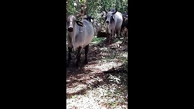Cu gostozo gozada bloguerinha caipira sem calcinha deu a bocetinha professional cazeirro casado